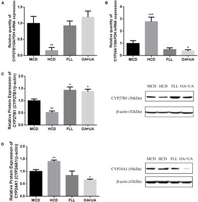 Oleanolic Acid and Ursolic Acid Improve Bone Properties and Calcium Balance and Modulate Vitamin D Metabolism in Aged Female Rats